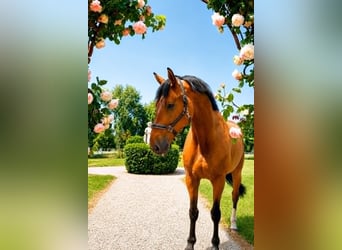 Selle Français, Castrone, 9 Anni, 182 cm, Baio