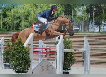 Selle Français, Sconosciuto, Embrione