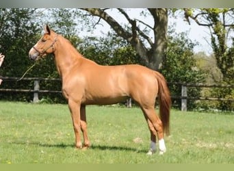 Selle Français, Unknown, Embryo