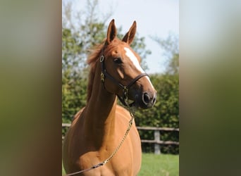 Selle Français, Inconnu, Embryon