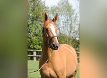 Selle Français, Inconnu, Embryon