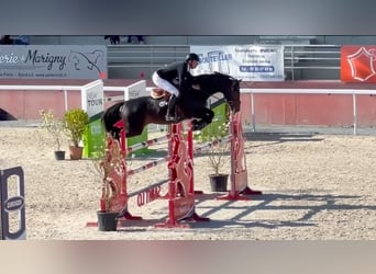 Selle Français, Étalon, 10 Ans, 164 cm, Bai cerise