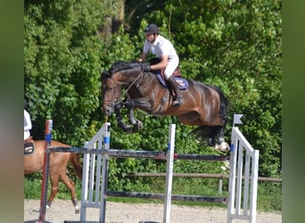 Selle Français, Étalon, 10 Ans, 165 cm, Bai