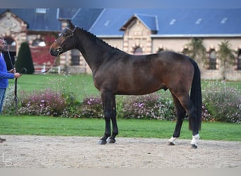 Selle Français, Étalon, 10 Ans, 165 cm, Bai