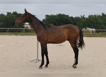 Selle Français, Étalon, 1 Année, 175 cm, Bai