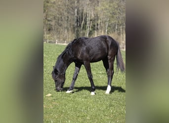 Selle Français, Étalon, 1 Année, Noir