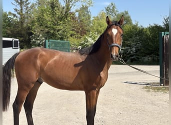 Selle Français, Étalon, 2 Ans, 157 cm, Bai