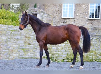 Selle Français, Étalon, 2 Ans, 163 cm, Bai brun
