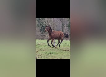 Selle Français, Étalon, 2 Ans, Bai