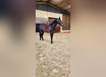 Selle Français, Étalon, 3 Ans, 164 cm, Bai brun foncé