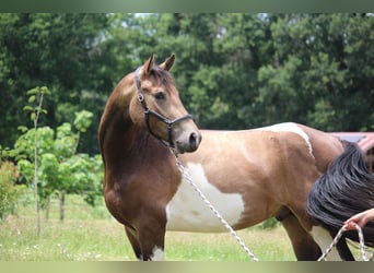 Selle Français, Étalon, 3 Ans, 166 cm, Tobiano-toutes couleurs