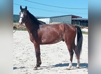Selle Français, Étalon, 3 Ans, 168 cm, Bai