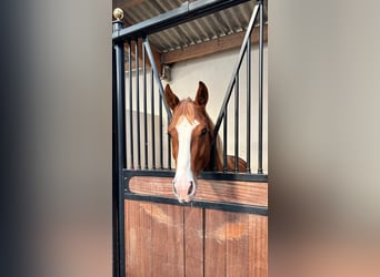 Selle Français, Étalon, 3 Ans, Alezan