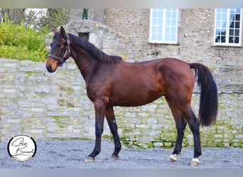 Selle Français, Étalon, 4 Ans, 164 cm, Bai brun foncé