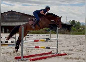 Selle Français, Étalon, 4 Ans, 170 cm, Bai