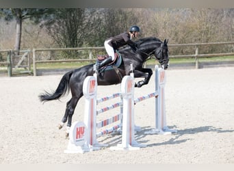 Selle Français, Étalon, 8 Ans, 172 cm, Bai brun foncé