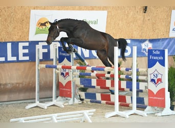 Selle Français, Étalon, 14 Ans, 169 cm, Bai brun foncé