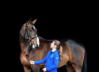 Selle Français, Étalon, 13 Ans, 170 cm, Bai