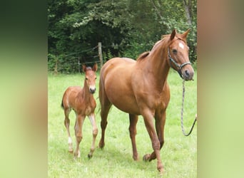 Selle Français, Étalon, Poulain (06/2024), Bai