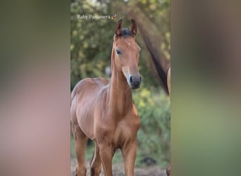 Selle Français, Étalon, Poulain (03/2025), Bai