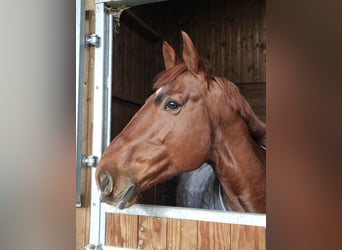 Selle Français, Gelding, 10 years, 15,2 hh, Chestnut-Red