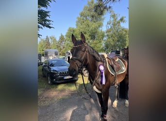 Selle Français, Gelding, 10 years, 16.1 hh, Smoky-Black Selle Français, Gelding, 10 years, 16.1 hh, Smoky-Black