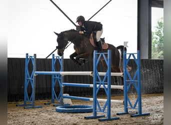 Selle Français, Gelding, 10 years, 16,1 hh, Brown