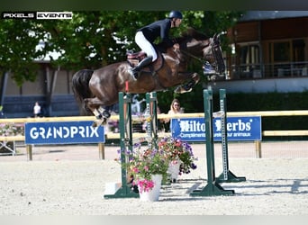 Selle Français, Gelding, 10 years, 16,1 hh, Chestnut