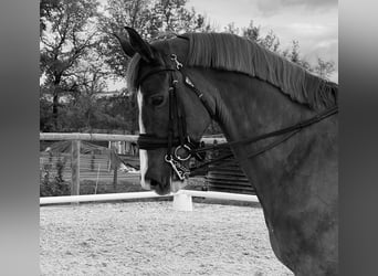Selle Français, Gelding, 10 years, 16,1 hh