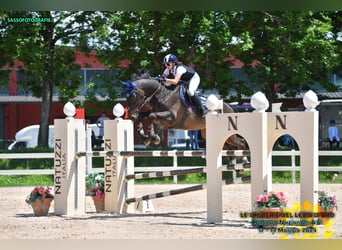 Selle Français, Gelding, 10 years, 16,2 hh, Brown