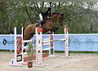 Selle Français, Gelding, 10 years, 16,2 hh, Dun