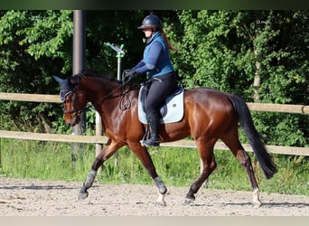 Selle Français, Gelding, 10 years, 17 hh, Brown