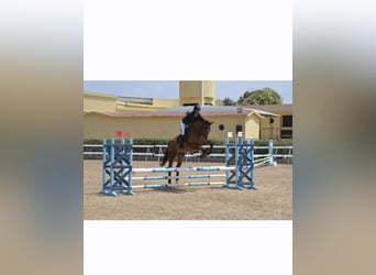 Selle Français, Gelding, 10 years, 17 hh, Brown