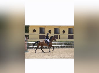 Selle Français, Gelding, 10 years, 17 hh, Brown