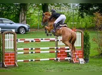 Selle Français, Gelding, 10 years, 17 hh, Chestnut-Red