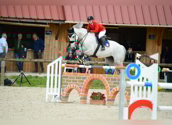 Selle Français, Gelding, 10 years