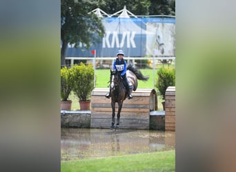 Selle Français, Gelding, 11 years, 14,2 hh, Bay