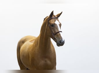 Selle Français, Gelding, 11 years, 16.1 hh, Chestnut-Red