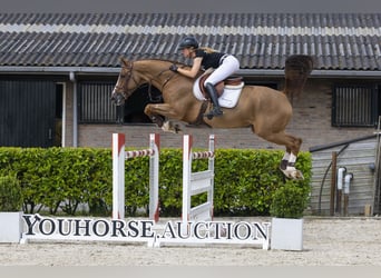 Selle Français, Gelding, 11 years, 16.1 hh, Chestnut-Red