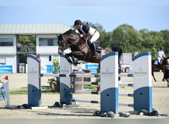 Selle Français, Gelding, 11 years, 16 hh, Black