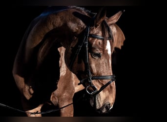 Selle Français, Gelding, 11 years, 16 hh, Brown