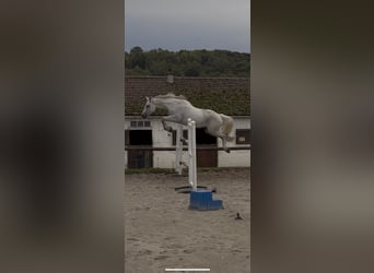 Selle Français, Gelding, 11 years, 16 hh, Grey