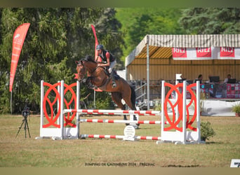 Selle Francais, Wallach, 11 Jahre, 16 hh, Schwarzbrauner