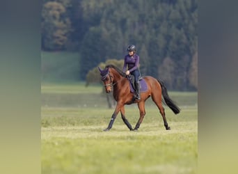 Selle Français, Gelding, 11 years, 16,1 hh, Brown