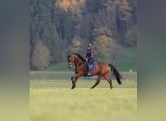 Selle Français, Gelding, 11 years, 16,1 hh, Brown