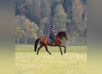Selle Français, Gelding, 11 years, 16,1 hh, Brown