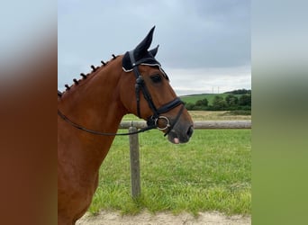 Selle Français, Gelding, 11 years, 16,1 hh