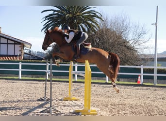 Selle Français, Gelding, 11 years, 16,2 hh, Chestnut-Red