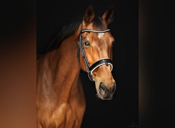 Selle Français, Gelding, 11 years, 17 hh, Brown