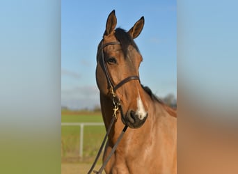 Selle Français, Gelding, 11 years, 17 hh, Brown
